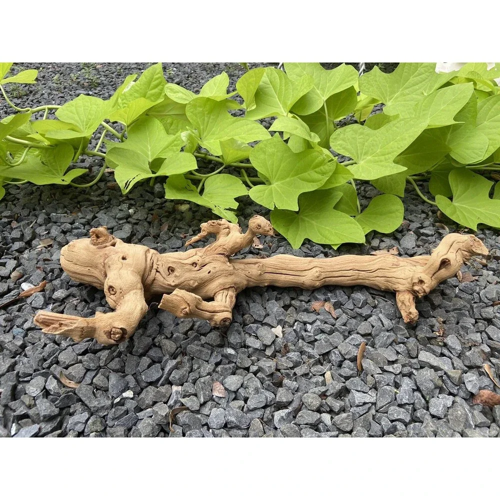 Driftwood Aquarium, Terrarium, Taxidermy, Arts, Crafts 18” Long Weathered